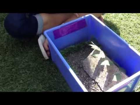 how to take care of lizard eggs