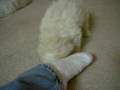 videos de Kim's Maltipoo boy Theodore