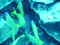 Stone Fish on Great Barrier Reef