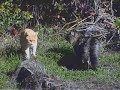dramatic-cat-plus-orchestral-score.html