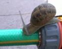 Escargots