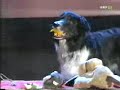 Wetten dass - Hundewette