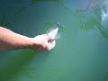 Hand Feeding Largemouth Bass Bluegill