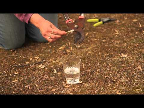 how to care for p.j.m. rhododendron