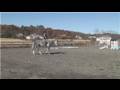 Horse Training for Equestrian Games : How to Trot