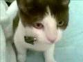 Cute Cat 2