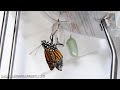 Monarch butterfly metamorphosis