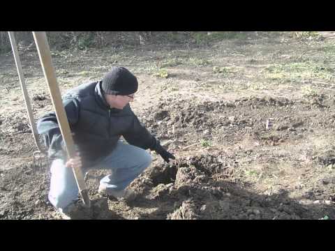 how to transplant rhubarb video