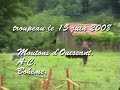 troupeau Border collie et moutons d'Ouessant