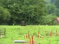 troupeau Border collie et moutons d'Ouessant
