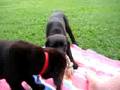 Tug of War