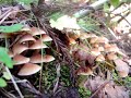 毒きのこ：ヒメジアジロガサ（風フウセンタケ科）