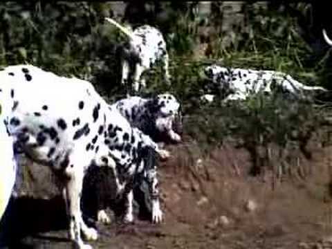 Dalmatian Puppies wrecking our garden