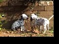 Dalmatian