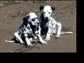 Dalmatian Puppies wrecking our garden Dalmatian Puppies wrecking our garden