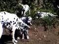 Dalmatian Puppies wrecking our garden