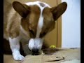 Goro@Welsh corgi 20061009 cake