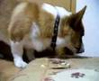 Goro@Welsh corgi 20061009 cake