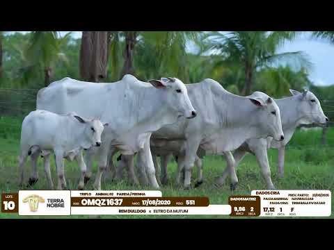 1� De Olho na Fazenda - Terra Nobre