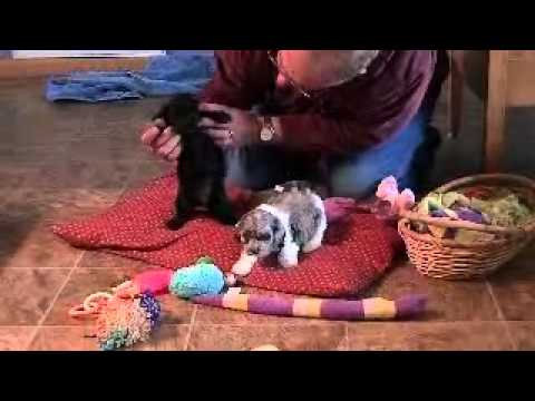 www.KingdomDogs.com
