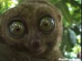 DRAMATIC LEMUR