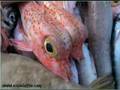 Peces raros