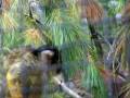 Monkeys