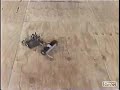 Robot Combat Highlights