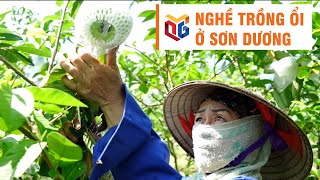 Nghề trồng ổi xã Sơn Dương