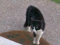 Real Cats Fight!!!!!!!!!!!!