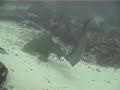Leopard Shark, Kakaban Island, Indonesia Leopard Shark, Kakaban Island, Indonesia