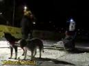 Yukon Quest 2007 Fairbanks - D. Dalton Yukon Quest 2007 Fairbanks - D. Dalton