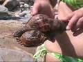 Creta, spiaggia di Almirida: Tritone marino - Triton shell