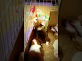 Click here to watch this video Corgi Dinosaur柯基呆奴獸大法師版的卡到陰