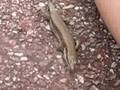lézard 3
