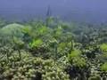 scuba bocas del toro