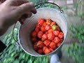 Orange Harvest
