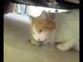 Lenny gets his lunch
