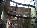 Ein Affe flippt aus Ein Affe flippt aus