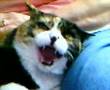 My Mom's Evil Cat