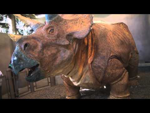 Triceratops