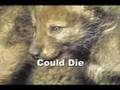 Help Save Wolves...