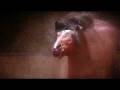 videos de Gipsy