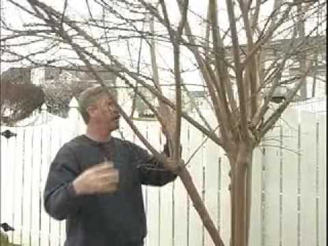 how to fertilize crepe myrtle trees