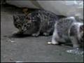 ゴミ置き場の3匹の仔猫 part 1