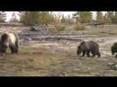 Yellowstone grizzlies