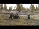 Yellowstone grizzlies