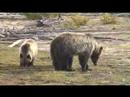 Yellowstone grizzlies