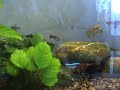 Male ribice Male ribice