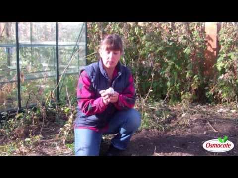how to grow garlic in mn